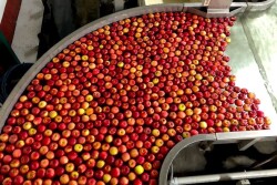 Visitors in a private tour of Pomona Packing in Wolcott, N.Y., saw how the apple-sorting lines worked using new technology to streamline the sorting and packing process. Pomona started in 2010 to serve local apple growers, as well as New York Apple Sales, in the fresh apple arena.

