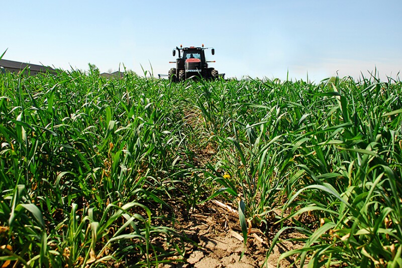 Planting Into Green Cover Crops