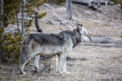 Wolf