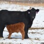 BT_Cow_Calf_Snow_Winter