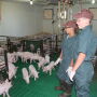 Kids in barn with pigs