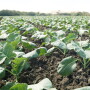 Field of young broccoli plants