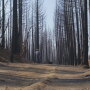 CA fires