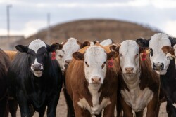 American Hereford Association (AHA) Hereford Feedout Program.