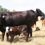 BT_Arkansas_Cattle_Cow_Calf