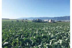 Bengard Ranch Inc. now is harvesting good-quality broccoli and a wide range of other vegetables, says Steve Koran, general manager. “We didn’t have any disruptions with any weather events,” he says.