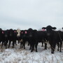 BT_Stocker_Cattle_Snow