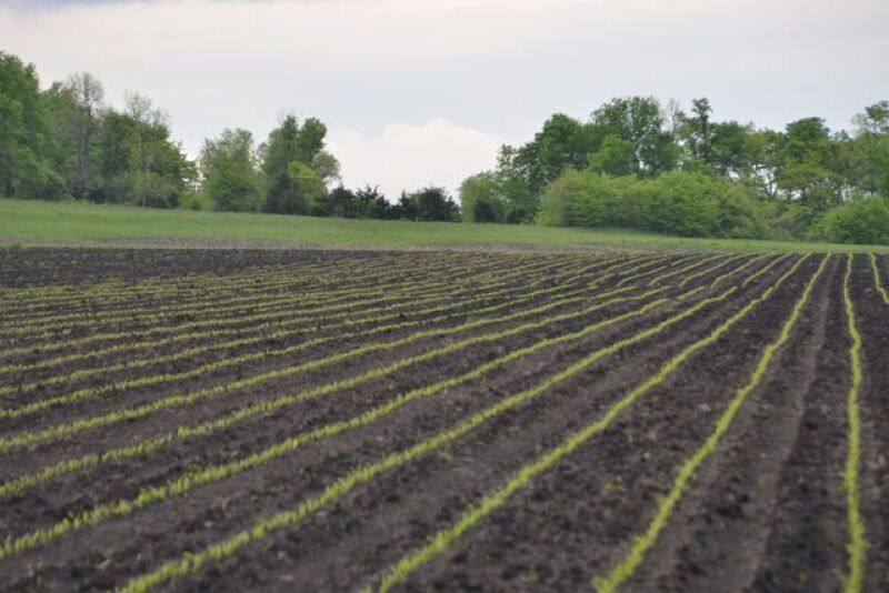 AGWeb Crop-Young corn plants.jpg