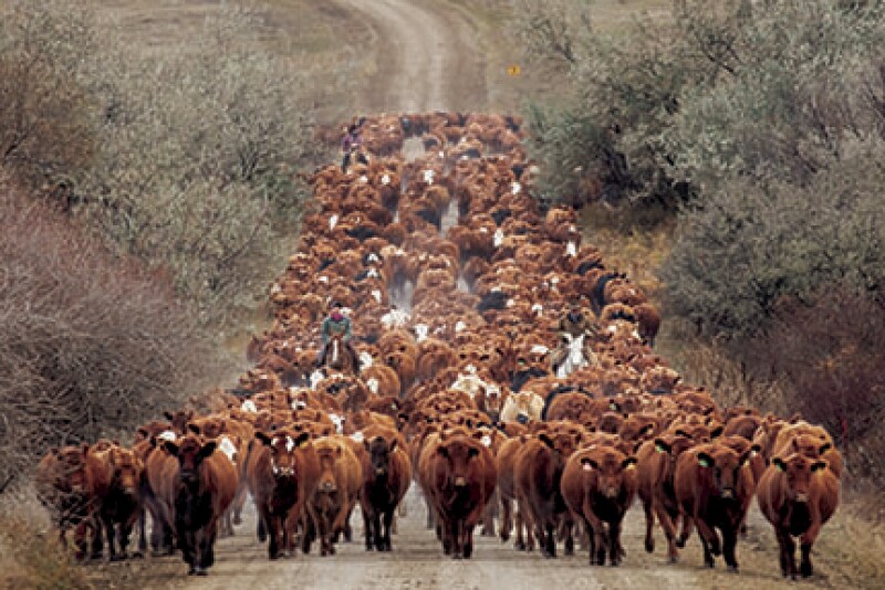 Red Angus cow herd 