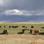BT_winter_wheat_cattle