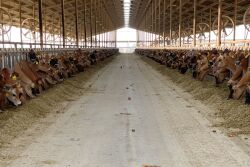 Jersey cows