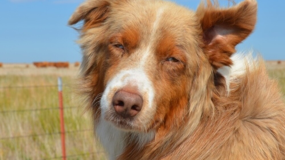 Dog_Australian_Shepherd