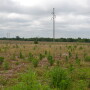 Marestail and other winter annual weeds can quickly overtake fields if left unchecked. 