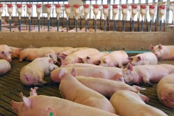 Transportation and biosecurity practices of breeding stock companies play an important role in the industry. 