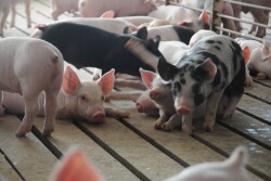 Hog finishing