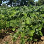soybeans