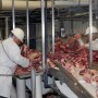 New research by Iowa State University helps understand the role multi-plant coordination plays in the fed cattle market.