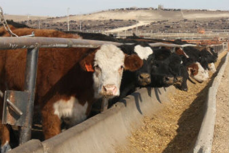 Cattle in feedyard