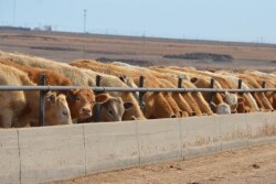 BT_Feedlot_Bunkline