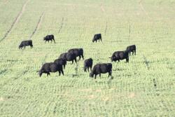 Cows grazing wheat pasture.