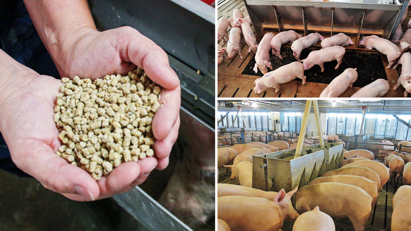 The Truth About CAFOs: Animal Welfare, Efficiency and Food Security