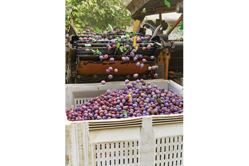 This year’s prune harvest was a short one – 50,000 tons – but it was “a high-quality” crop, says Donn Zea, executive director of the California Prune Board