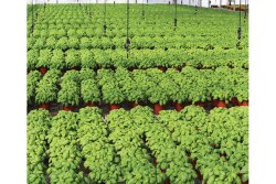 Herb sales “are doing very well” for Rocket Farms Herbs, says president Nick Bavaro. The company has seen a 38% uptick in sales over the past few months.