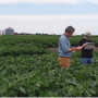 BioLumic CEO Steve Sibulkin, left, and Chief Science Officer Jason Wargent inspect an Illinois soybean trial plot to validate beneficial crop outcomes from the company's proprietary light-signaling seed treatment technology.
