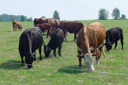 Cattle grazing