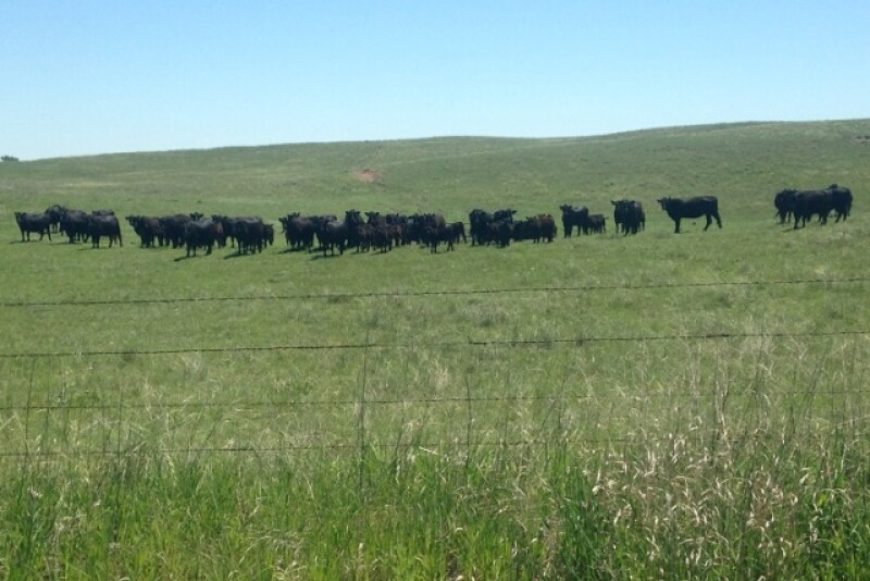 Nebraska_Cattle