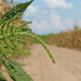 WeedOut 