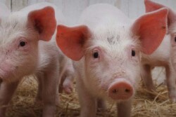 Cash-traded feeder pig reported volume was above average this past week, with 20,825 head reported. Cash feeder pig reported prices were $72.15, up $2.73 per head from last week.