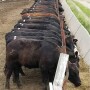 NDSU-feeding-cows.jpg