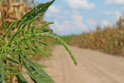 WeedOut 