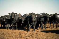 Feedlot steers