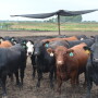 Backlogs of cattle will be present for several weeks