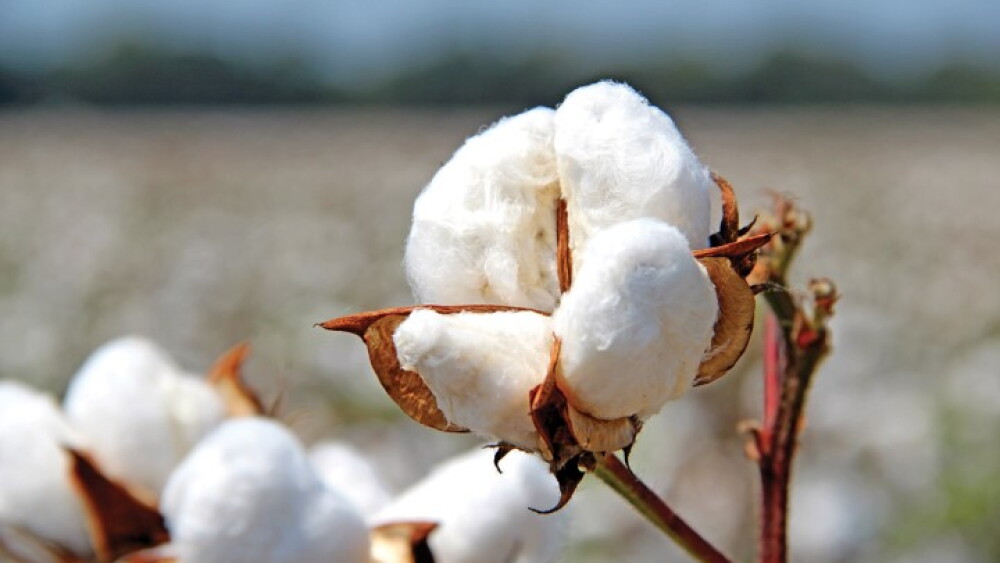 cotton 