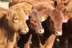 Red Angus calves 3