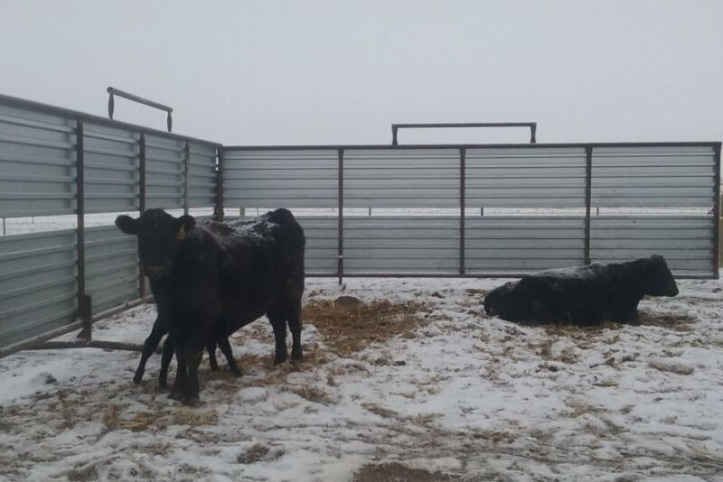 Bitter cold temperatures not only add stress to the cow, but also the calf.  