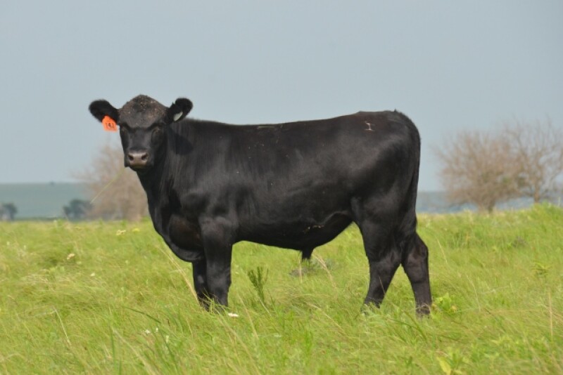 BT_Stocker_Steer