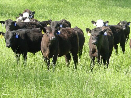 Feeder Cattle