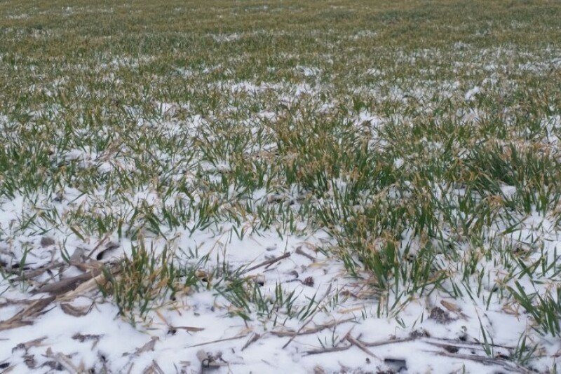 winter wheat
