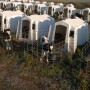 Calves in hutches.