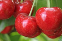 cherries