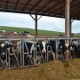 Raising heifers is expensive, to be sure. But in the long run, raising them right is far more important than raising them cheap.