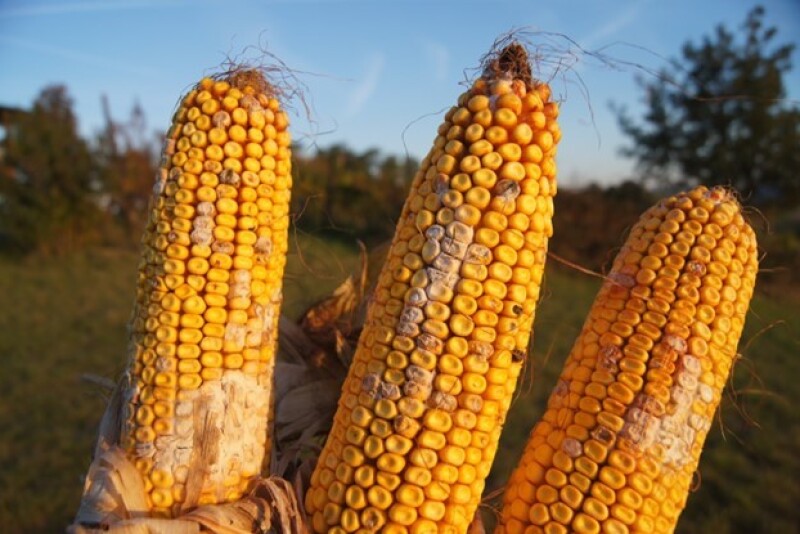 Moldy Corn - DSM