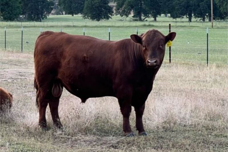 Red Angus Bull