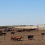 BT_Feedlot_Semi_Trailer