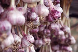 Oppy Spanish garlic