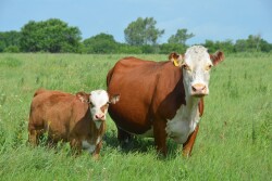 Flint Hills cow-calf pair